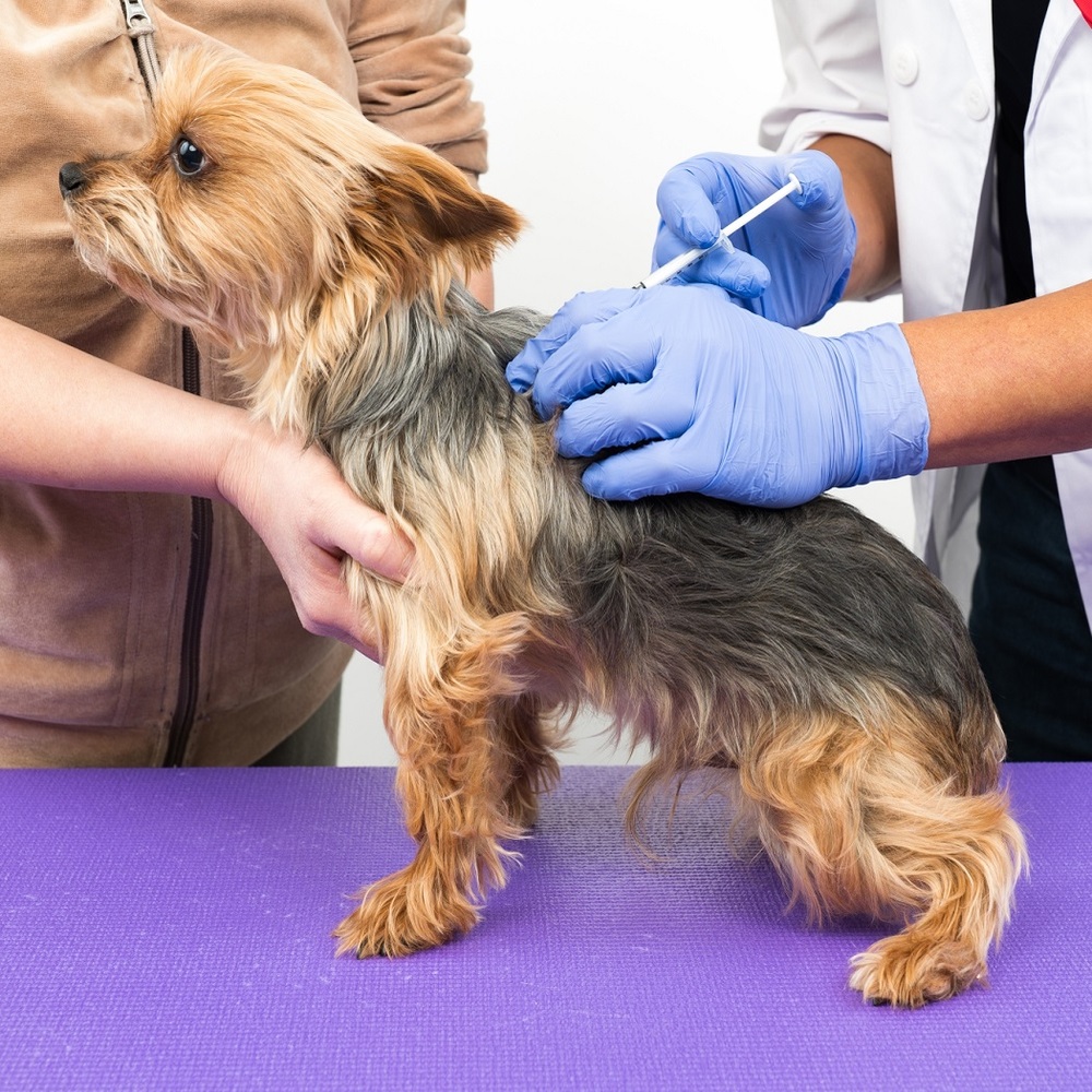 獣医科向け機器