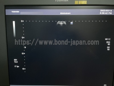 Color Doppler&nbsp;|&nbsp;CANON&nbsp;|&nbsp;SSA-660A Xario